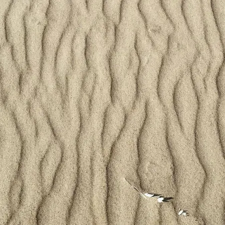 Vanagupes Palanga